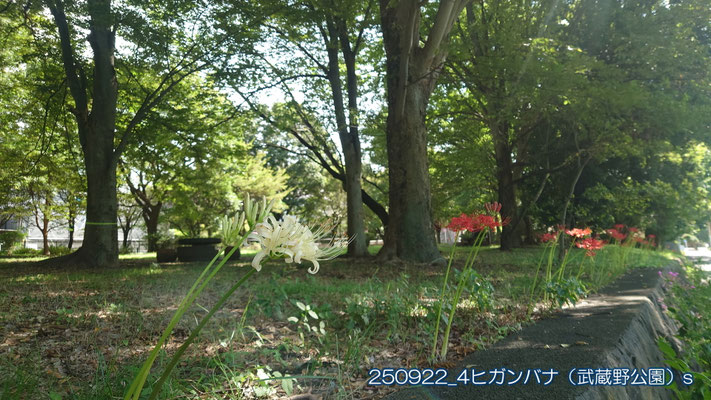 250922_4ヒガンバナ（武蔵野公園）ss