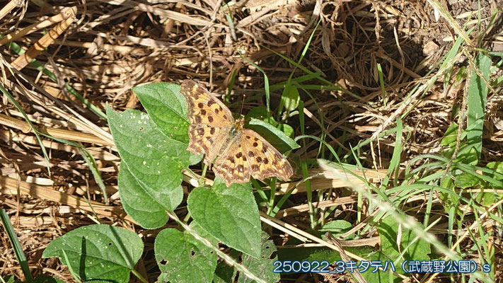 250922_3キタテハ（武蔵野公園）ss