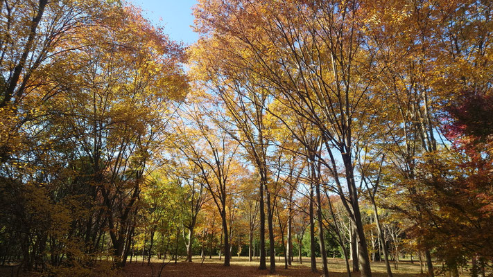 251117_4武蔵野公園s