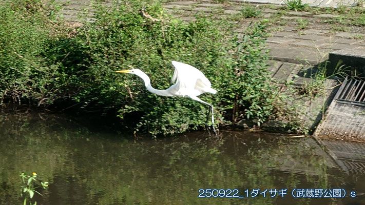 250922_1ダイサギ（武蔵野公園）ss