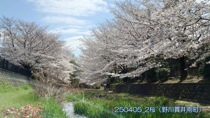 250405_2桜（野川貫井南町）s