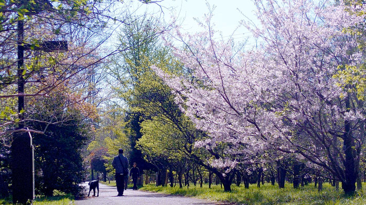 260408_3思川（武蔵野公園）s