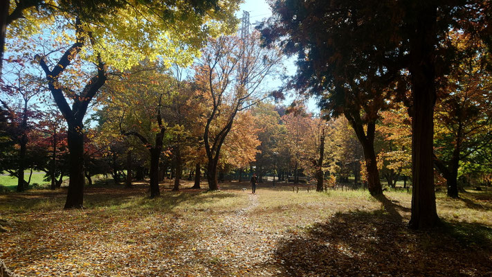 251117_2武蔵野公園s