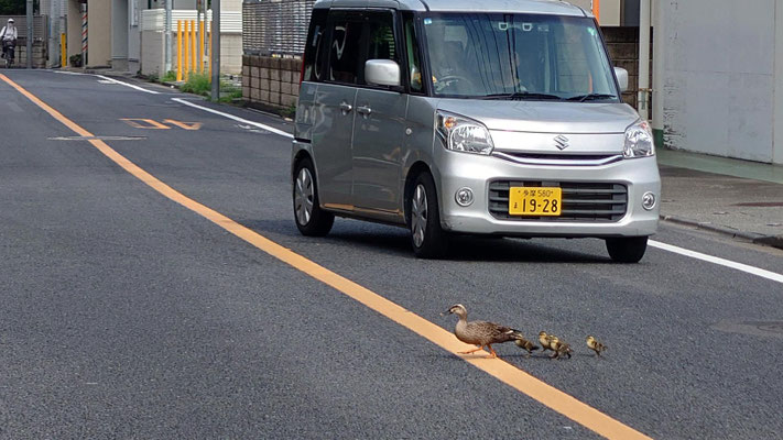 240713カルガモ引越し-1