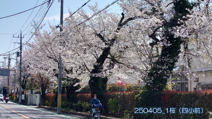 250405_1桜（四小前）s