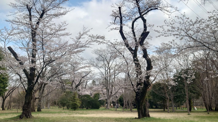 260328_3ソメイヨシノ（武蔵野公園）s