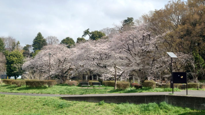 260328_1ソメイヨシノ（武蔵野公園）s