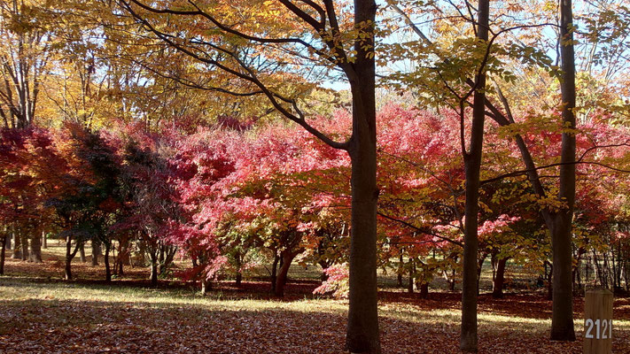 251117_3武蔵野公園s