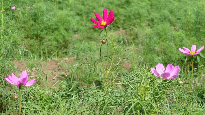250903_5コスモス（小金井公園・つつじ山広場）s