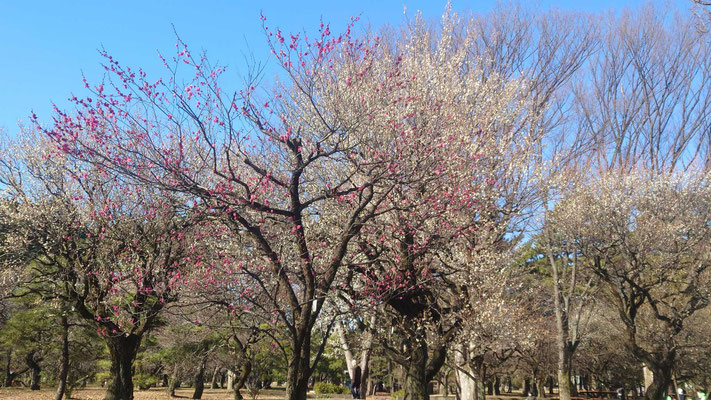 260114_1梅（小金井公園）