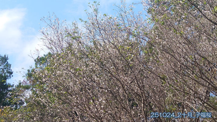 251024_2十月_子福桜s