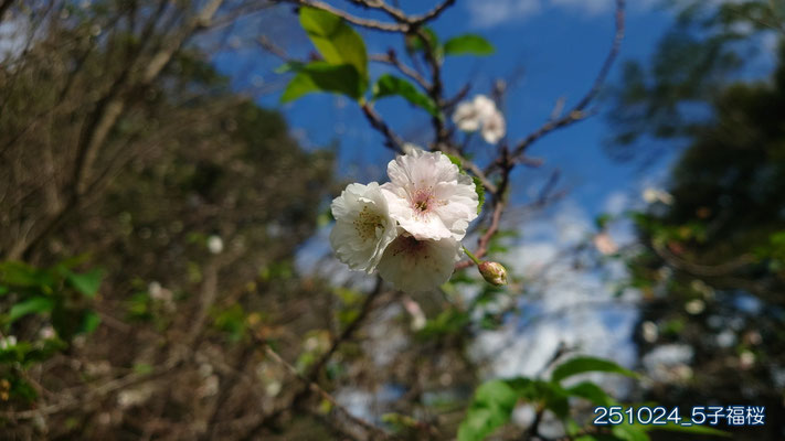 251024_5子福桜4s