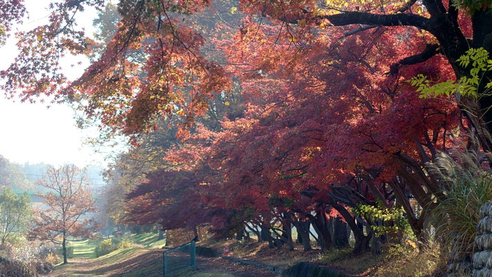 紅葉2