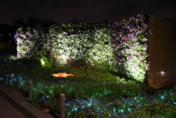 250802_3花と光のムーブメント（小金井公園）s