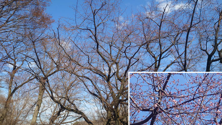 260228_3大寒桜