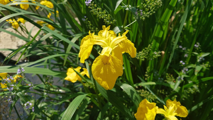 250513_2菖蒲（貫井南町野川）