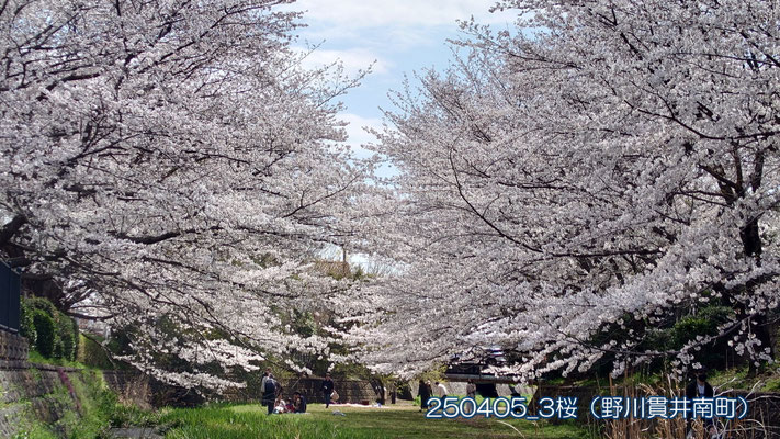 250405_3桜（野川貫井南町）s