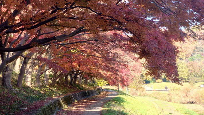 紅葉3