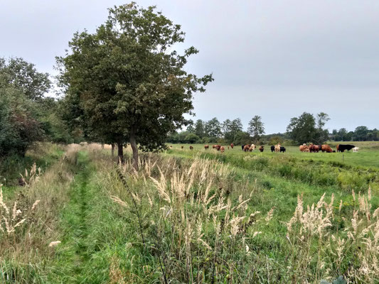 Wanderweg Kolonnenweg bei Hoyersburg nahe  Salzwedel am Grünen Band Deutschland, c Amanda Hasenfusz