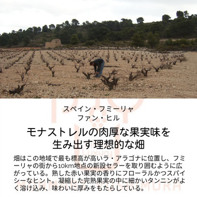 ファン・ヒルの畑の特徴