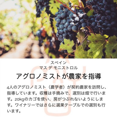 モニストロルの葡萄
