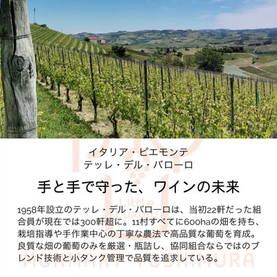 イタリア・ピエモンテ協同生産者組合テッレデルバローロ