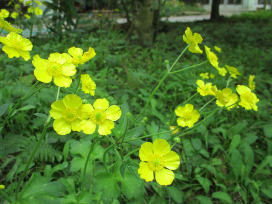 今咲いてる花 沖縄県立名護青少年の家 今咲いてる花 沖縄県立名護青少年の家