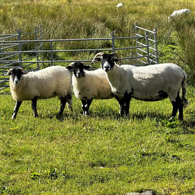 More sheep in Argyll & Bute