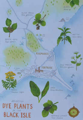 The dye plants Julie Sutter uses to hand-dye her specialty yarn