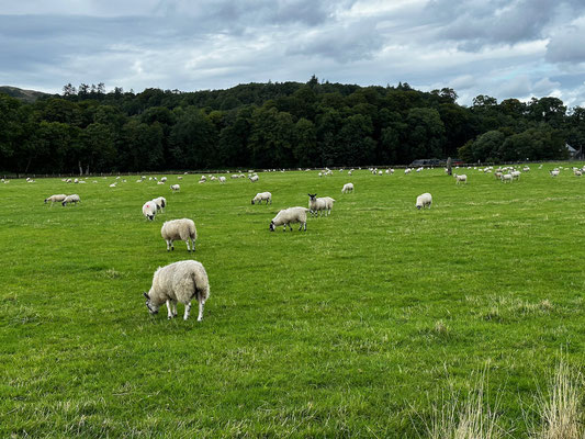 Sheep everywhere in Scotland - this photo is from Kilmartin Glen