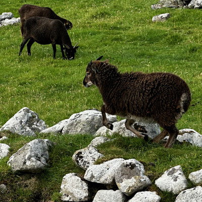 Soay sheep on St. Kilda, Scotland