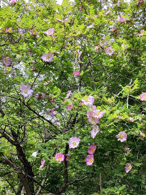 不老山　サンショウバラの群生