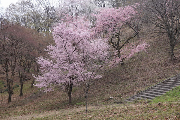蓑山の桜
