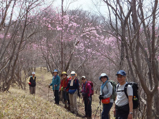 夕日岳から三つ目の登山道のアカヤシオ