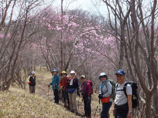 夕日岳から三つ目の登山道のアカヤシオ