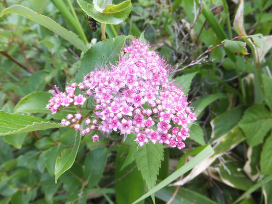 しもつけ草