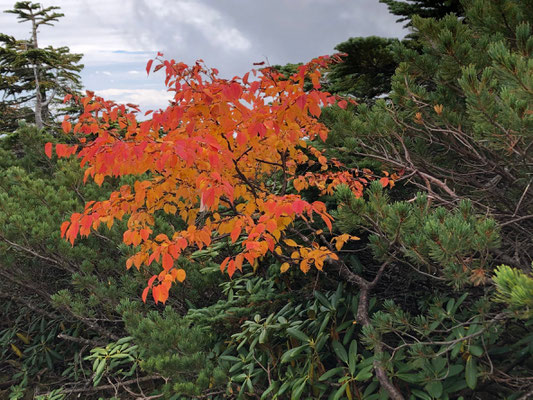 金峰山紅葉