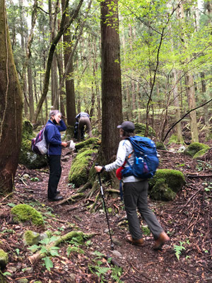 高畑山、倉岳山稜線