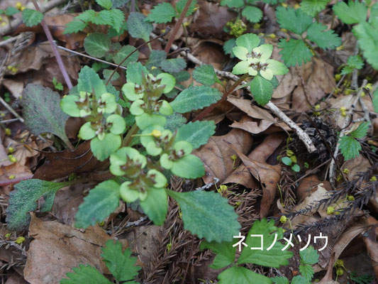 今熊山（４月）