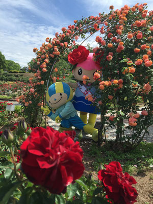 ばら菜