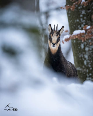 Gamsjährling im Winterwald, Veröffentlicht am 28.12.2023