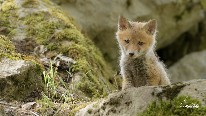 Jungfuchs, Veröffentlicht am 15.05.2023