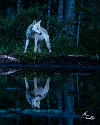 Nächtliche Wolfsbegegnung, Veröffentlicht am 06.08.2023