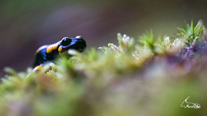 Feuersalamander, Veröffentlicht am 09.06.2024