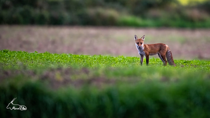 Fuchs, Veröffentlicht am 10.09.2023