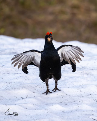 Birkhahn, Veröffentlicht am 12.05.2024