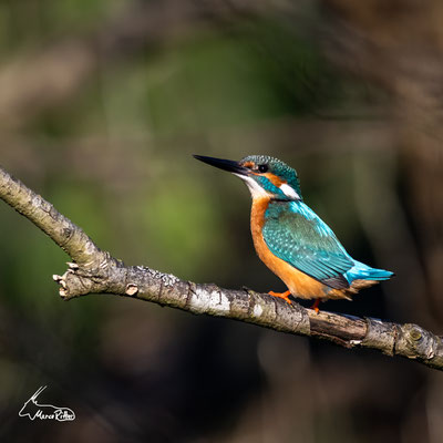 Eisvogel, Veröffentlicht am 11.10.2024