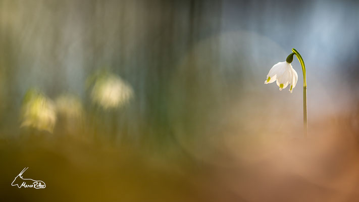 Märzenbecher, Veröffentlicht am 09.03.2025