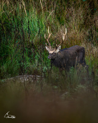 Sikahirsch, Veröffentlicht am 19.10.2025
