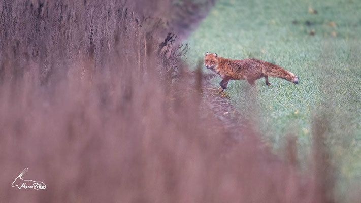 Rotfuchs, Veröffentlicht am 26.02.2024